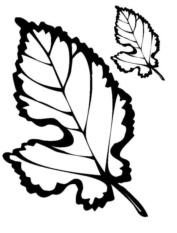 Листья раскраска