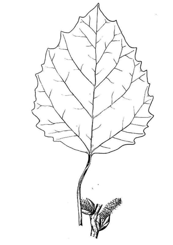 Листья рисунок