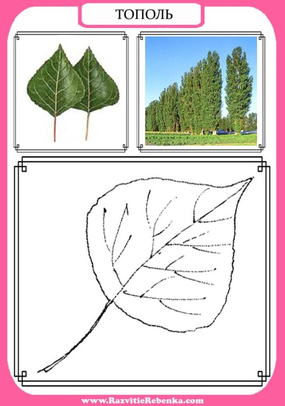Трафарет листьев тополя