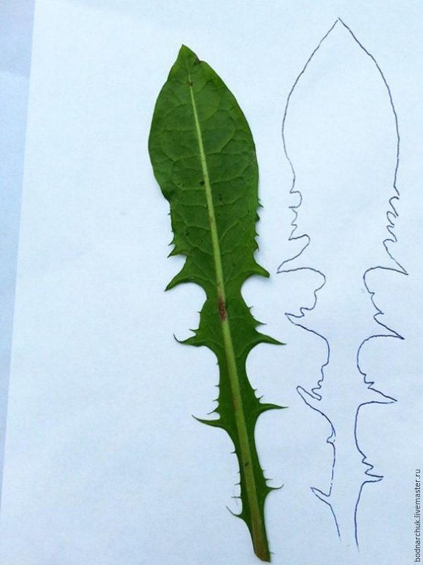 Листья одуванчика