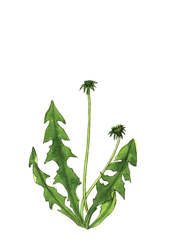 Стебель одуванчика