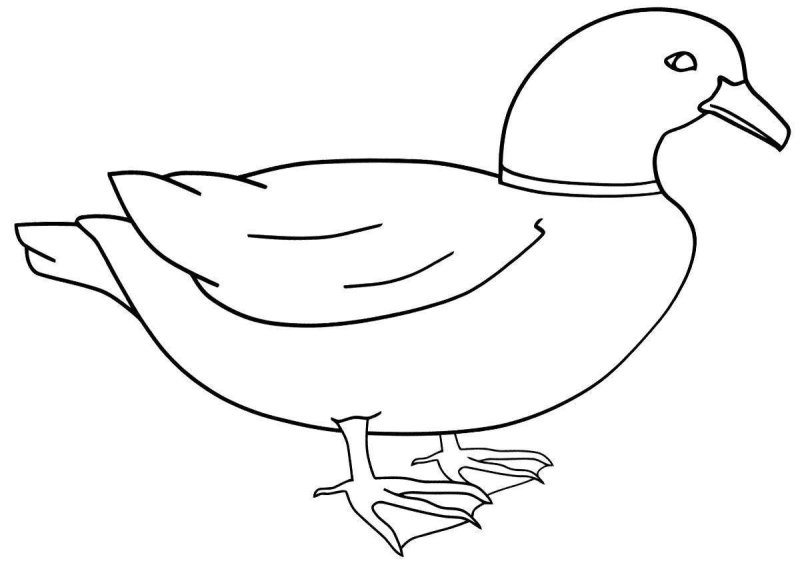 Утки раскраска для детей