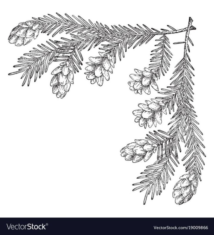 Еловая ветка трафарет