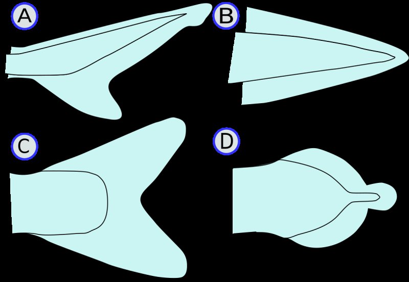 Типы хвостовых плавников