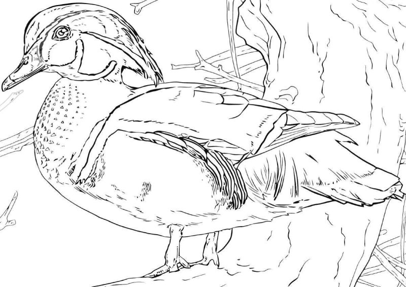 Утка Мандаринка раскраска