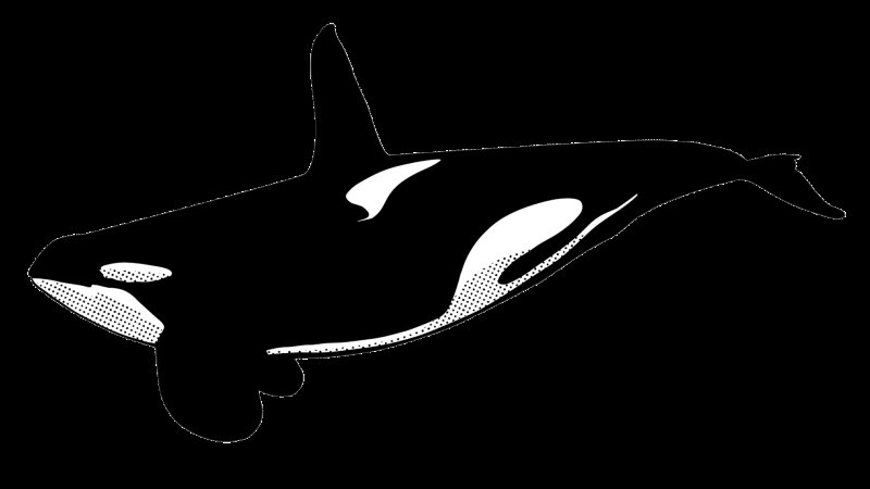 Касатка рисунок