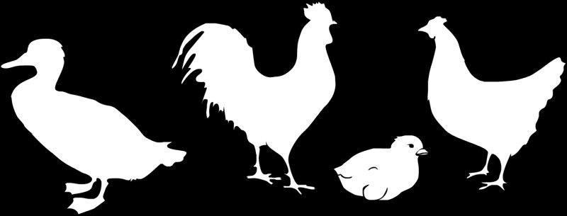 Контур домашних птиц для детей