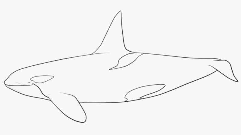 Касатка раскраска