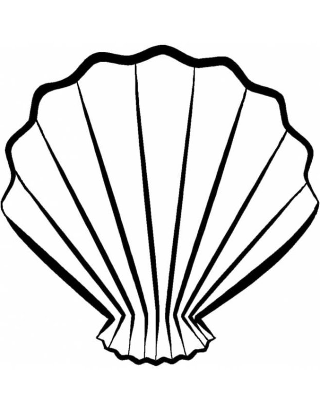 Ракушка рисунок