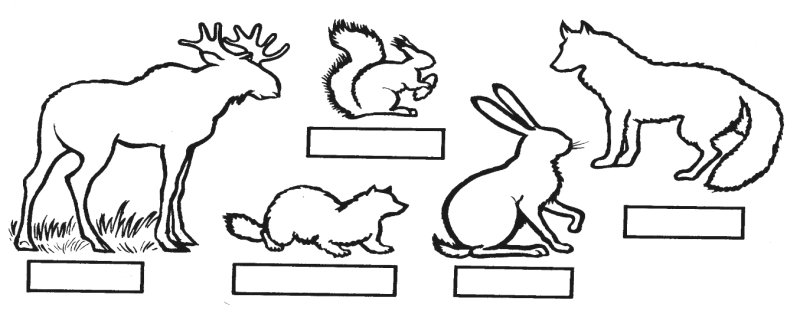 Лесные животные задания для детей