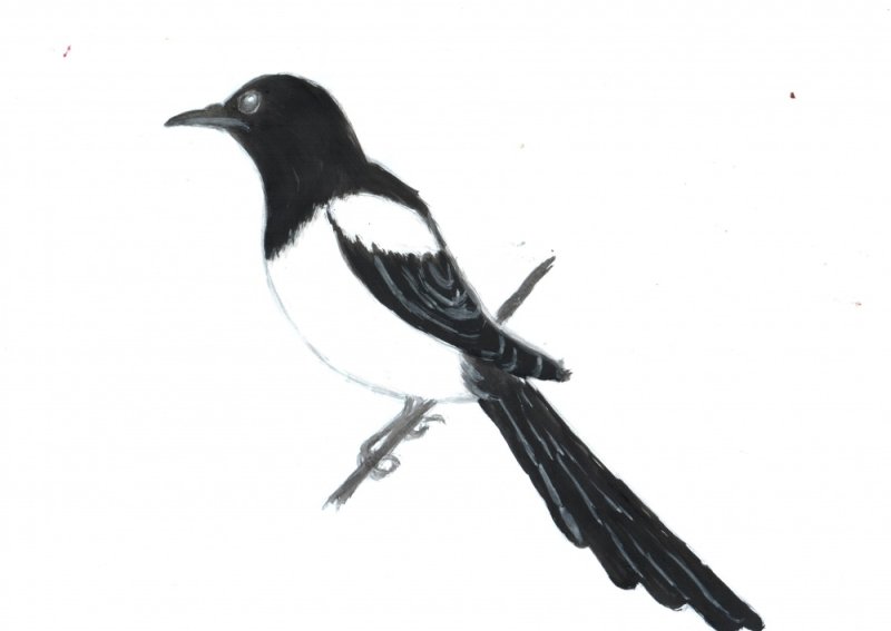 Зимующая птица сорока для детей