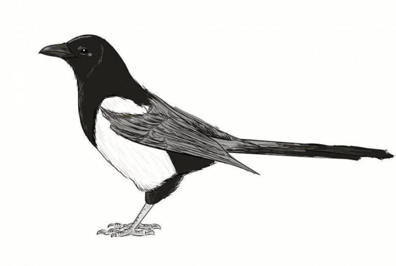 Сорока раскраска