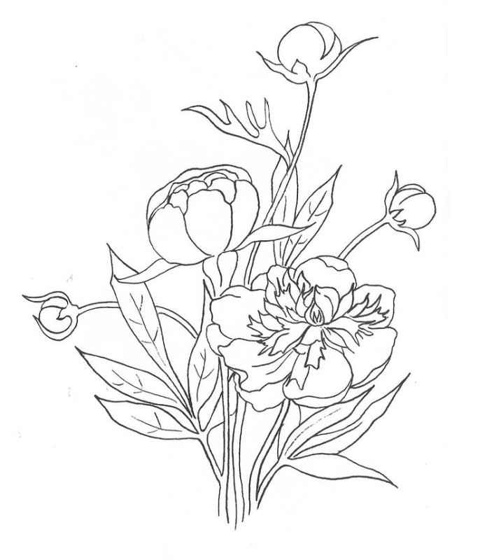 Пион тонколистный рисунок