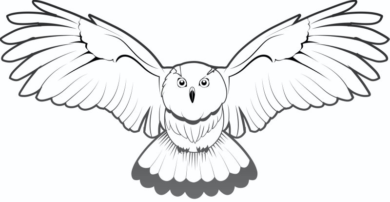 Сова в полете раскраска