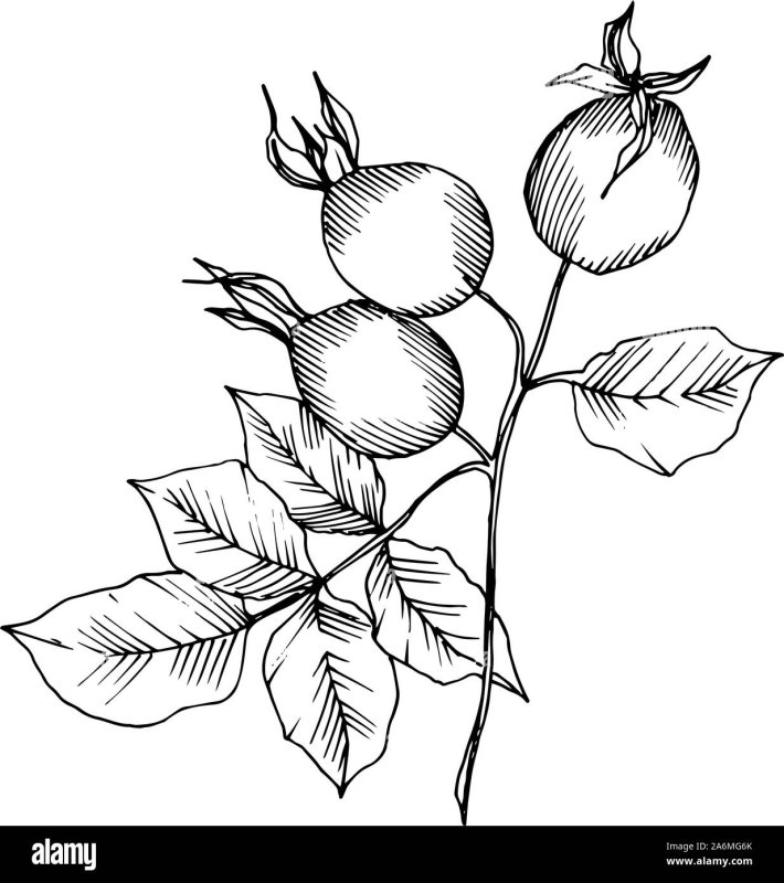 Шиповник рисунок