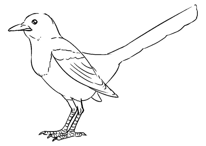 Рисунок сороки для раскрашивания