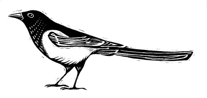 Птица сорока раскраска для детей