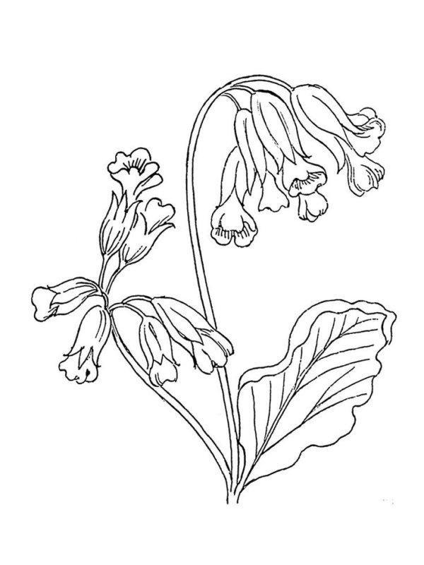 Медуница цветок первоцвет