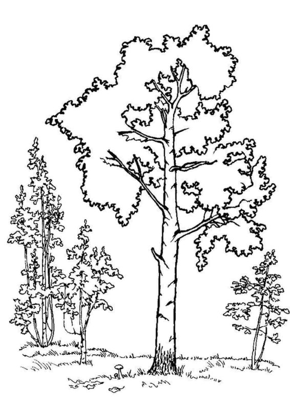 Береза раскраска для детей
