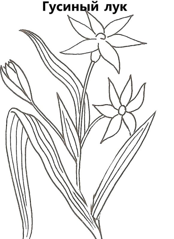 Первоцветы тюльпан Биберштейна