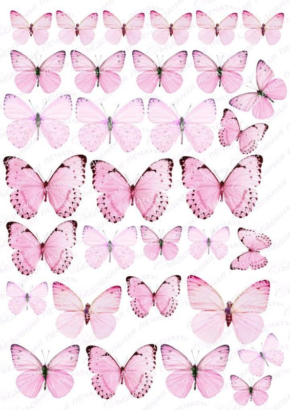 Бабочки розовые