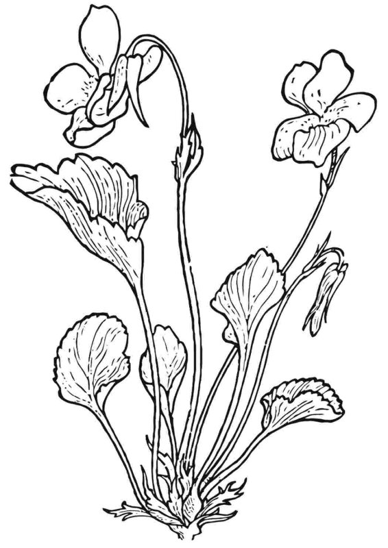 Фиалка душистая первоцвет