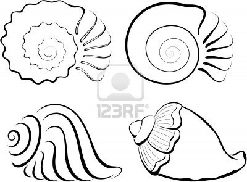 Ракушка раскраска для детей