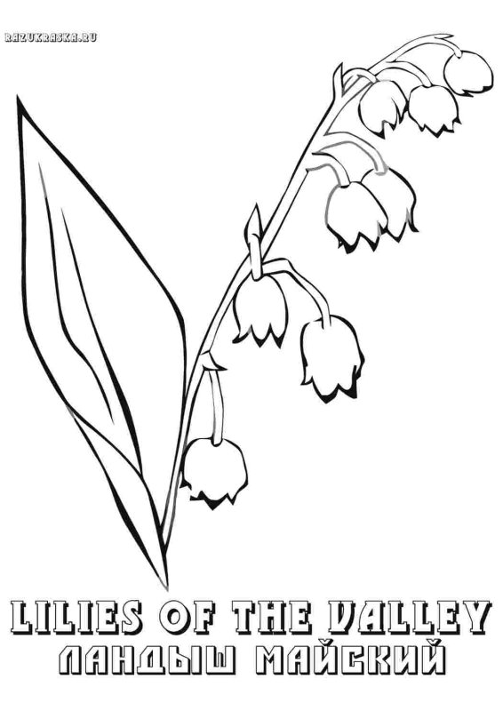 Ландыш рисунок раскраска