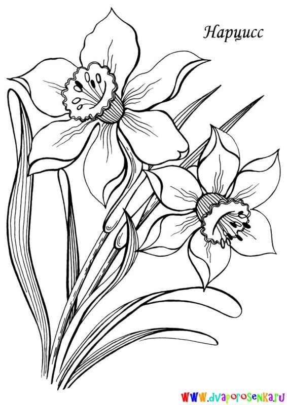Раскраски цветы красивые