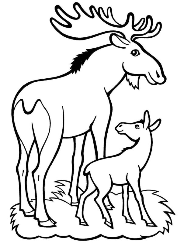 ЛОСЬЭ раскраска для детей