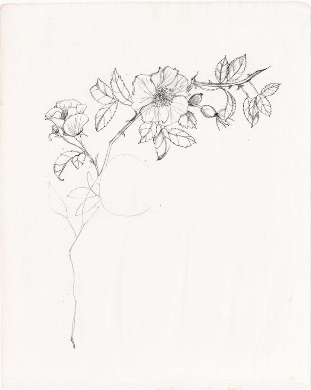 Шиповник тату эскиз