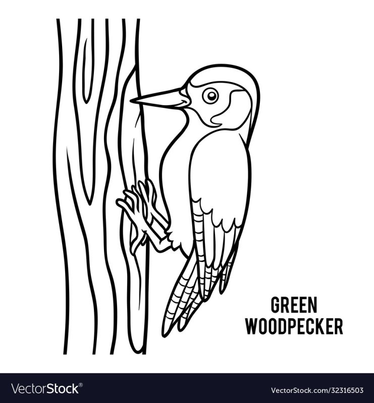 Дятел раскраска для детей