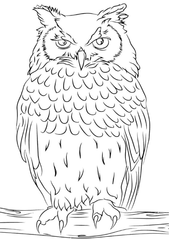 Филин раскраска