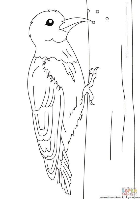 Дятел рисунок раскраска