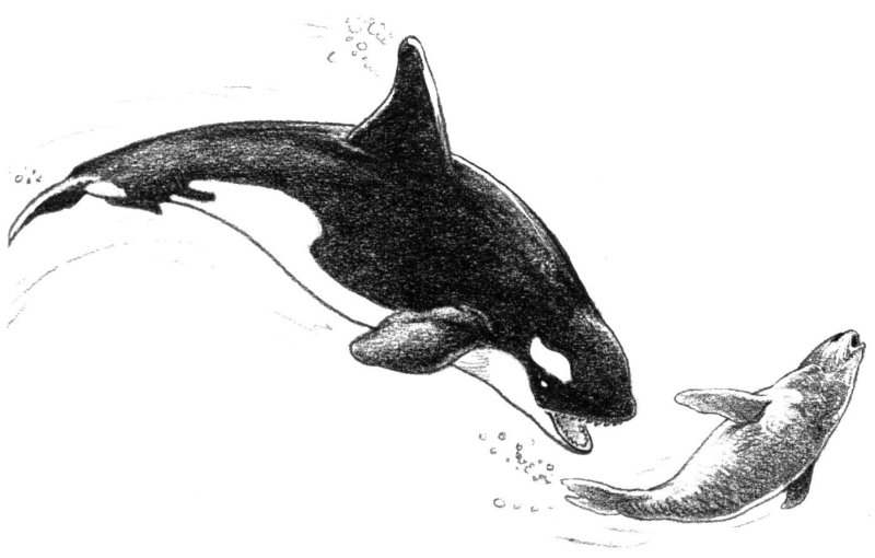 Морской леопард и Касатка