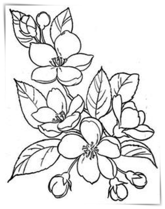 Чубушник Яблоневый цвет