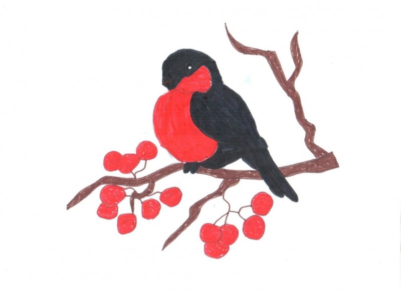 Снегирь на ветке рисунок