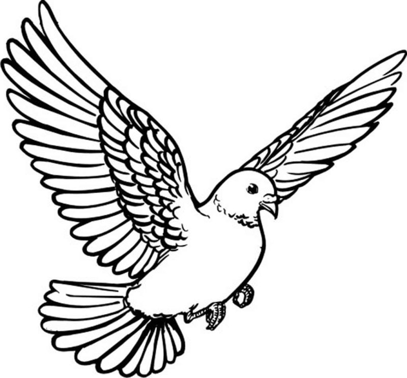 Голубь рисунок