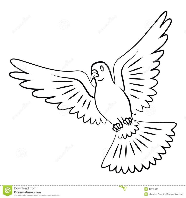 Голубь картинка раскраска