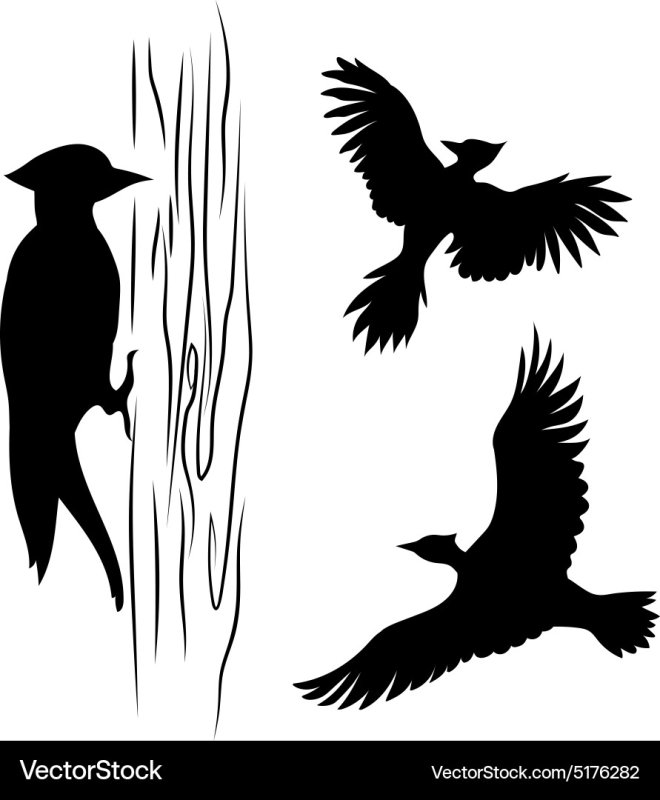 Дятел черно белая картинка