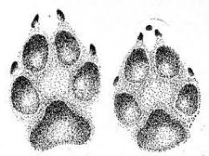 Следы волка зайца медведя лисы