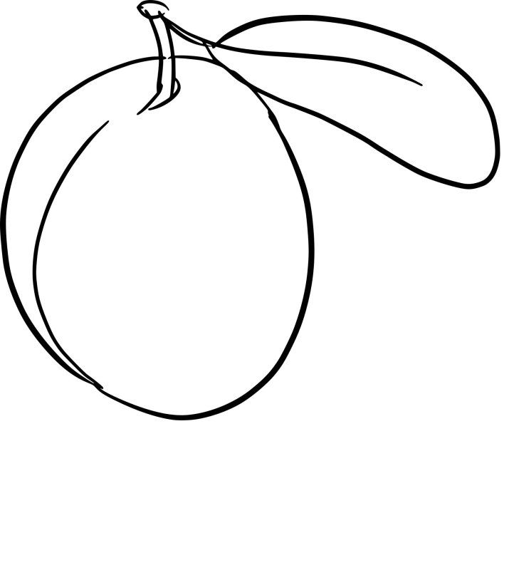 Слива картинка для детей раскраска