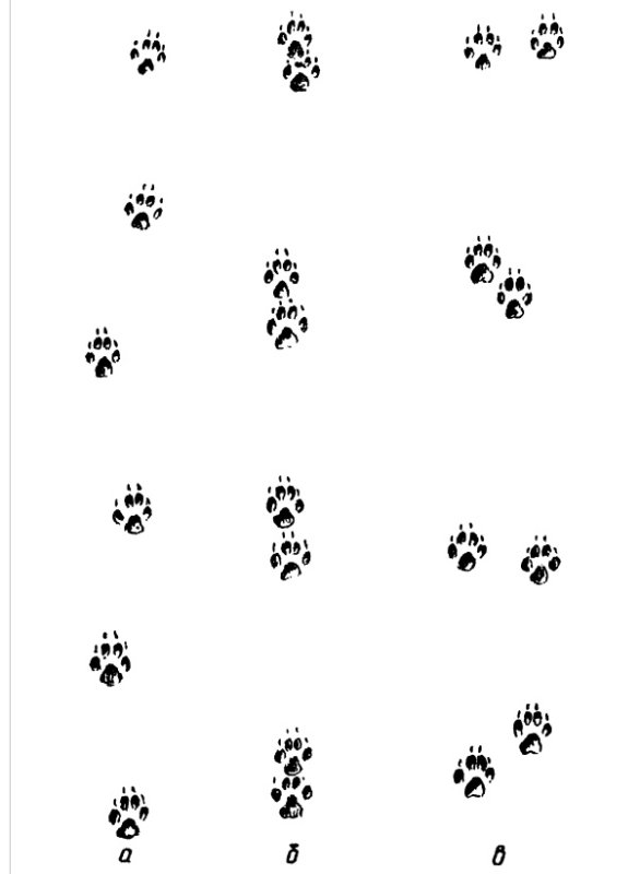 Следы лисы зимой