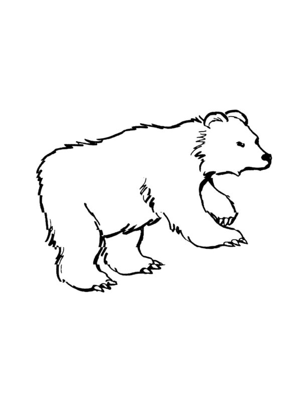 Медведь раскраска