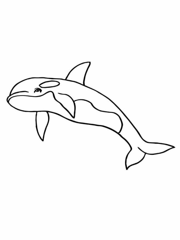 Касатка раскраска