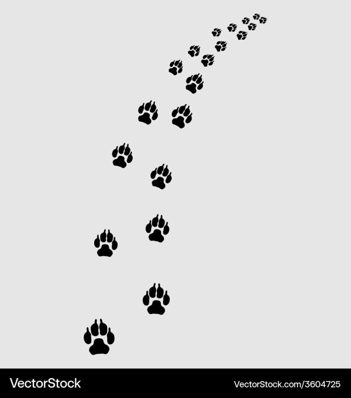 След лапы лисы