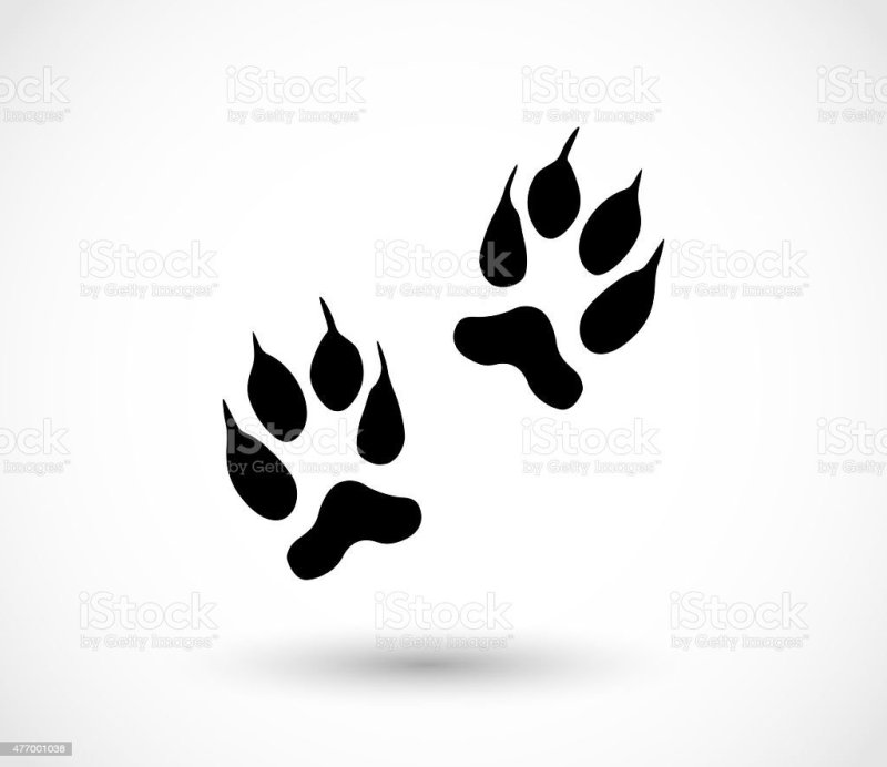 Следы лисы на белом фоне