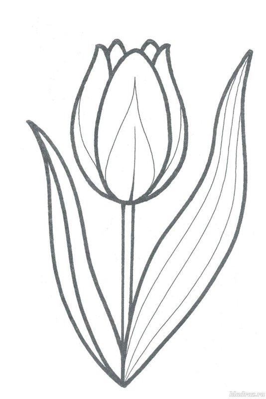Тюльпан раскраска для детей
