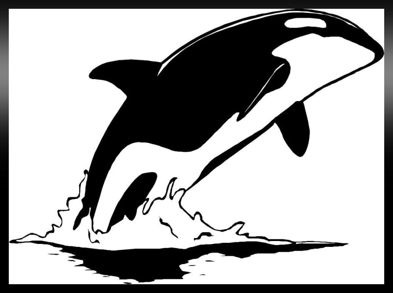 Касатка силуэт