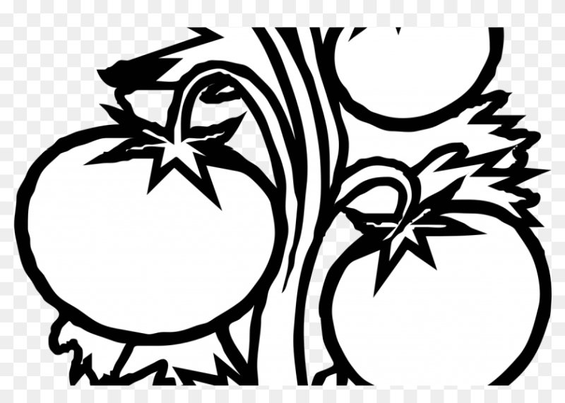 Помидор раскраска